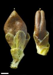 Veronica salicornioides. Capsule, from a herbarium specimen. Scale = 1 mm.
 Image: P.J. Garnock-Jones © Landcare Research CC-BY-NC 3.0 NZ